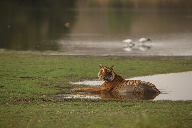 Tigre de bengala selvagem real no habitat natural do Parque Nacional de Ranthambhore