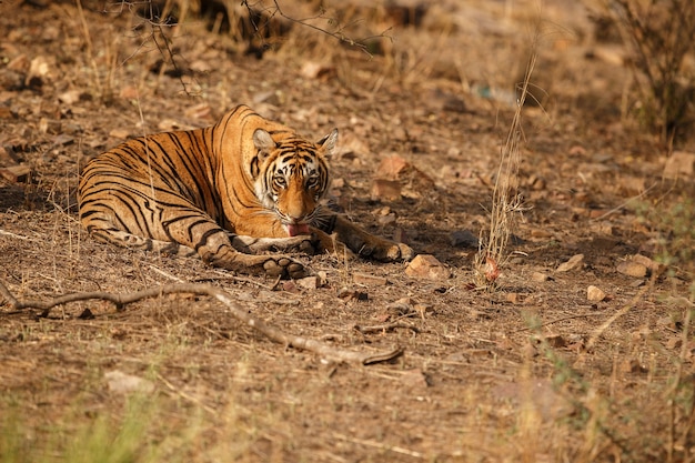 Tigre de bengala selvagem real no habitat natural do parque nacional de ranthambhore