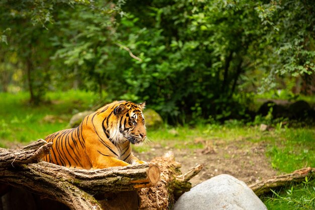 Tigre de Sumatra em habitat natural no zoológico Animais selvagens em cativeiro Espécies criticamente ameaçadas do maior felino