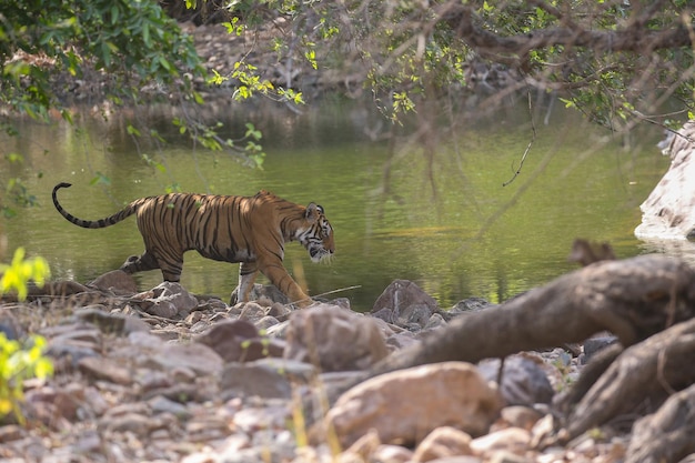 Tigre em seu habitat natural