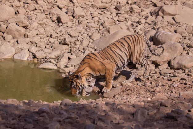 Tigre em seu habitat natural