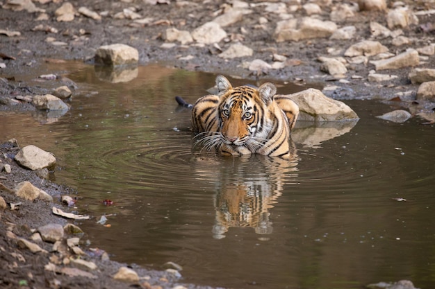 Foto grátis tigre em seu habitat natural