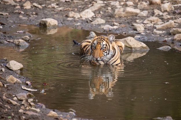 Tigre em seu habitat natural
