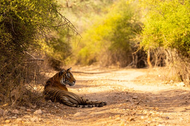 Tigre incrível no habitat natural. Pose do tigre durante a época da luz dourada. Cena de vida selvagem com animal de perigo. Verão quente na Índia. Área seca com belo tigre indiano