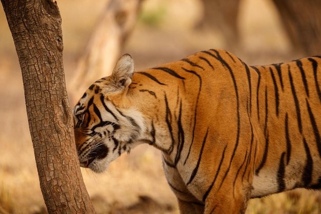 Foto grátis tigre no habitat natural tigre macho andando cabeça na composição cena da vida selvagem com animal de perigo verão quente em rajasthan índia árvores secas com belo tigre indiano panthera tigris