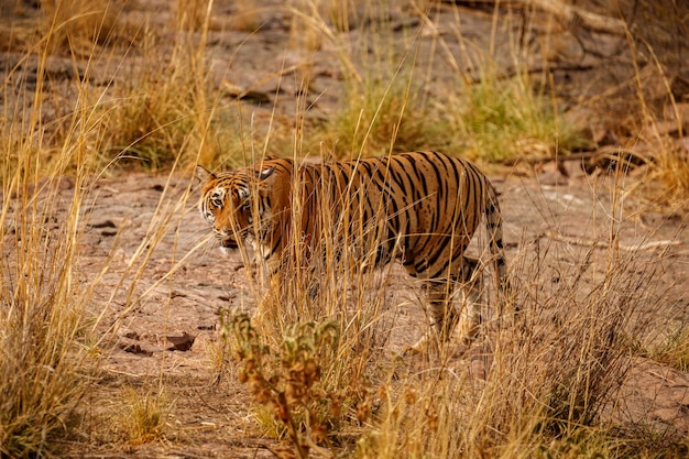Tigre no habitat natural tigre macho andando cabeça na composição cena da vida selvagem com animal de perigo verão quente em rajasthan índia árvores secas com belo tigre indiano panthera tigris