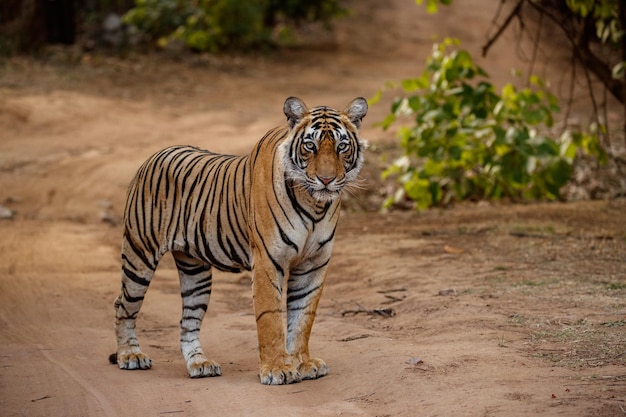 Foto grátis tigre no habitat natural tigre macho andando cabeça na composição cena da vida selvagem com animal de perigo verão quente em rajasthan índia árvores secas com belo tigre indiano panthera tigris