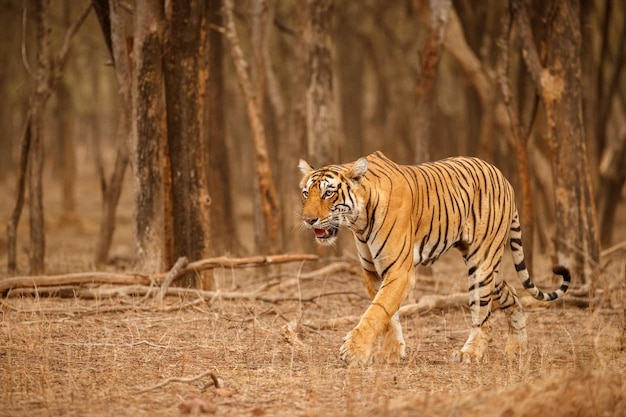 Tigre no habitat natural tigre macho andando cabeça na composição cena da vida selvagem com animal de perigo verão quente em rajasthan índia árvores secas com belo tigre indiano panthera tigris