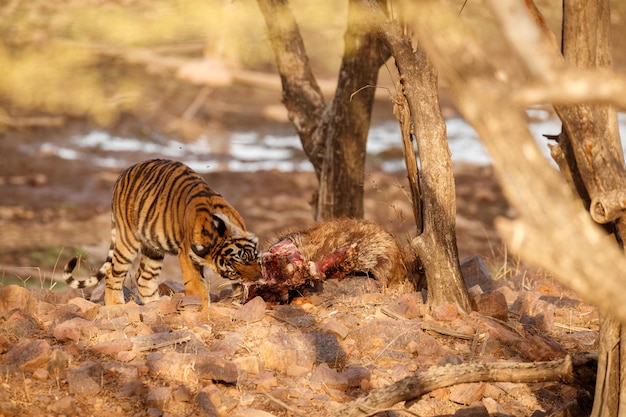 Foto grátis tigre no habitat natural tigre macho andando cabeça na composição cena da vida selvagem com animal de perigo verão quente em rajasthan índia árvores secas com belo tigre indiano panthera tigris