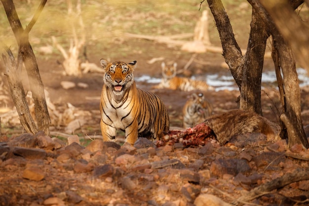 Tigre no habitat natural Tigre macho andando cabeça na composição Cena da vida selvagem com animal de perigo Verão quente em Rajasthan Índia Árvores secas com belo tigre indiano Panthera tigris