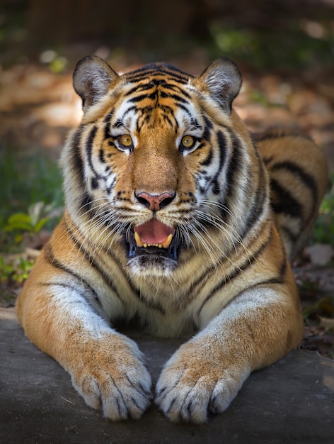 Tigre olhando com a boca aberta