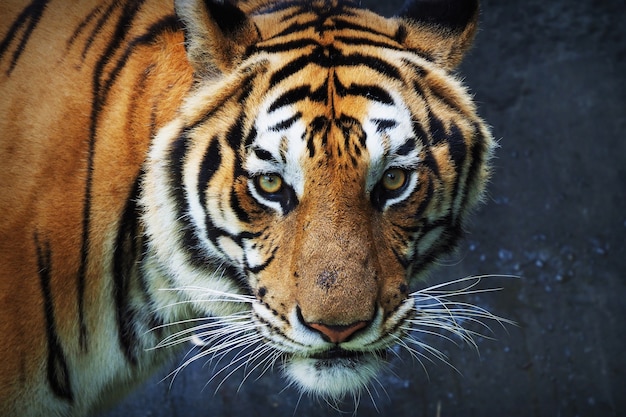 Tigre que olha para a frente