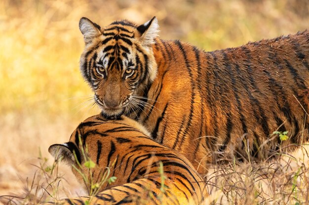 Tigres de bengala incríveis na natureza