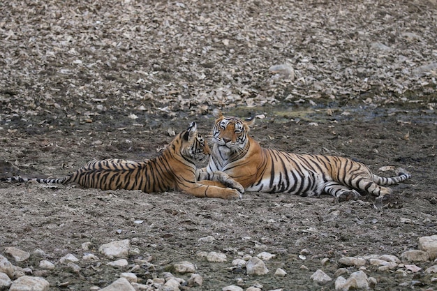 Tigres em seu habitat natural