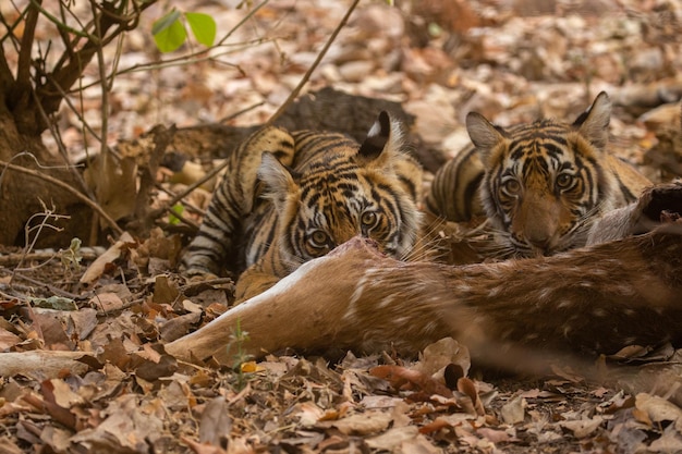 Tigres em seu habitat natural