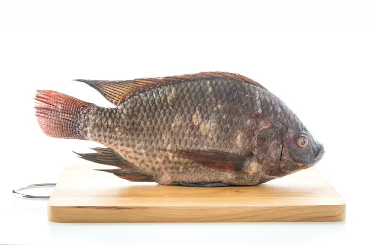 Foto grátis tilapia ou tilapia preta