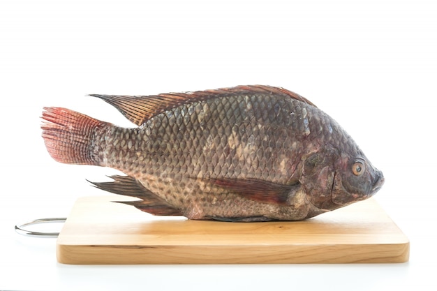 Tilapia ou Tilapia Preta