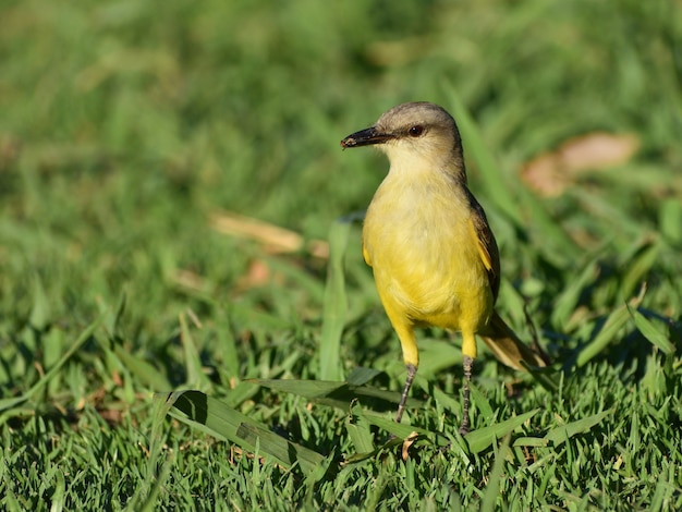 Tirano do gado (Machetornis rixosa) no chão