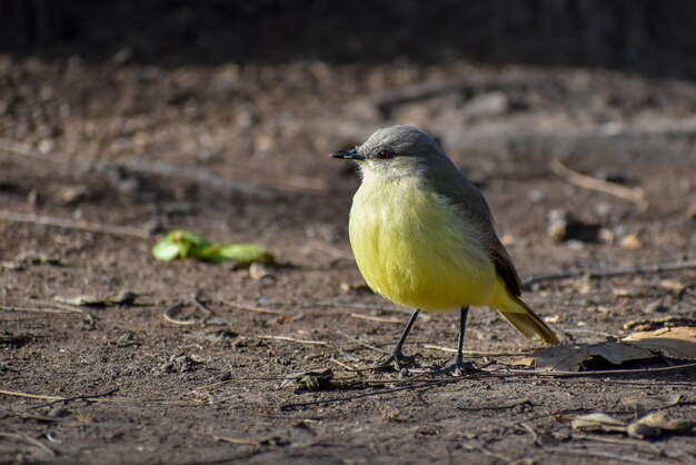 Tirano do gado (Machetornis rixosa) no chão