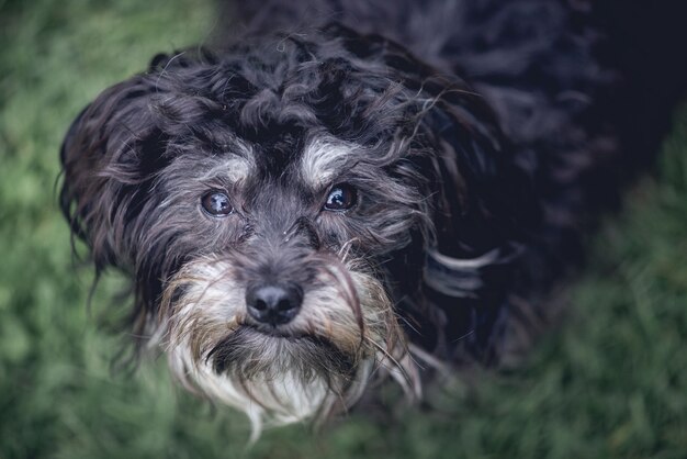 Tiro aéreo bonito closeup de um cão preto