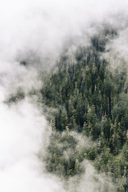 Tiro aéreo vertical de nuvens acima da floresta