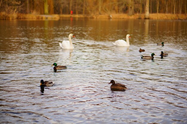 Tiro de alto ângulo de patos e cisnes nadando no lago