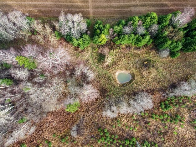 Tiro de ângulo alto de belas árvores em uma floresta