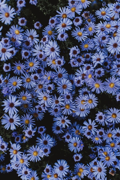 Tiro de ângulo alto de pequenas flores azuis