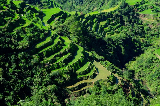 Foto grátis tiro de ângulo alto de uma bela paisagem em terraços de arroz banaue, província de ifugao, filipinas