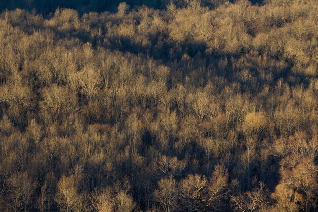 Tiro de ângulo alto de uma grande floresta de árvores secas na Ístria, Croácia