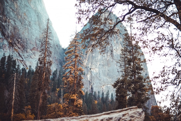 Tiro de ângulo baixo da bela paisagem de pedras altas atrás de uma floresta e um galho de uma árvore na frente