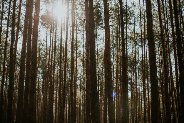 Tiro de ângulo baixo de altos pinheiros em uma floresta sob o sol brilhante no fundo