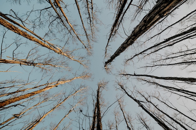 Tiro de ângulo baixo de árvores altas e secas e nuas com o céu cinza no