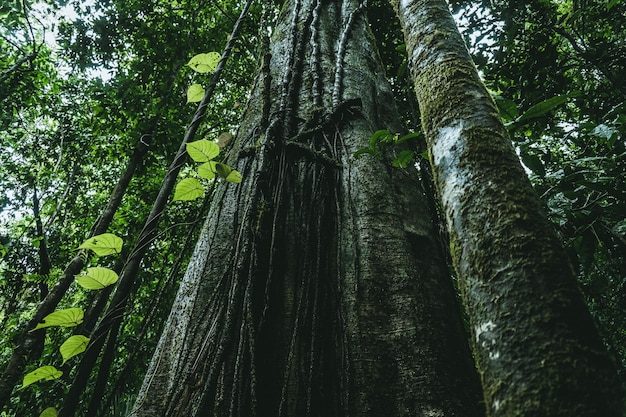 Tiro de ângulo baixo de pinheiros longleaf crescendo em uma floresta verde