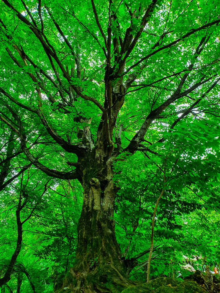 Foto grátis tiro de ângulo baixo de uma bela grande árvore alta em uma floresta com galhos e folhas grossas