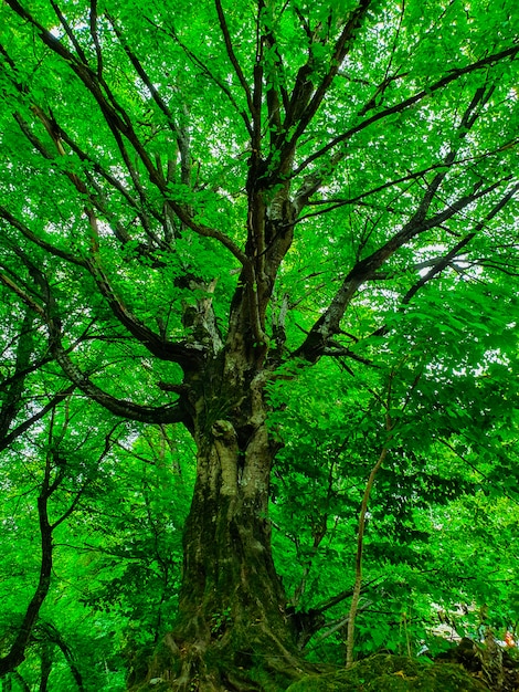 Tiro de ângulo baixo de uma bela grande árvore alta em uma floresta com galhos e folhas grossas