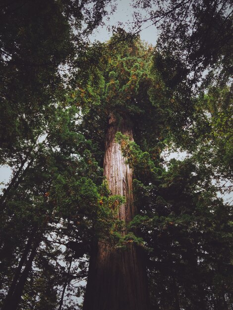 Tiro de ângulo baixo vertical de uma árvore alta na floresta
