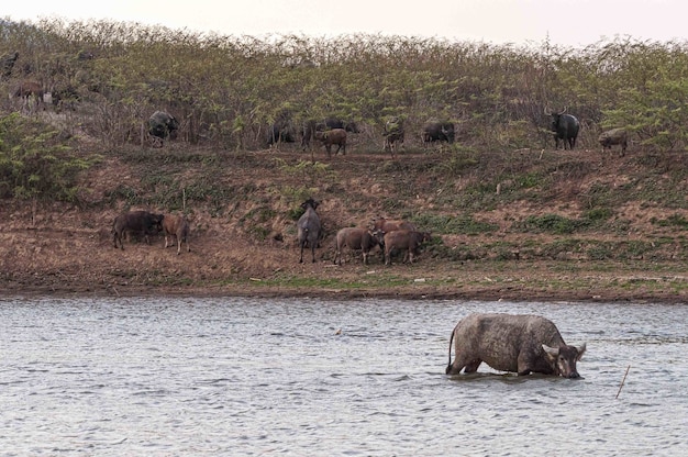 Tiro de búfalos na costa e no Lago Doi Tao, Tailândia, Ásia