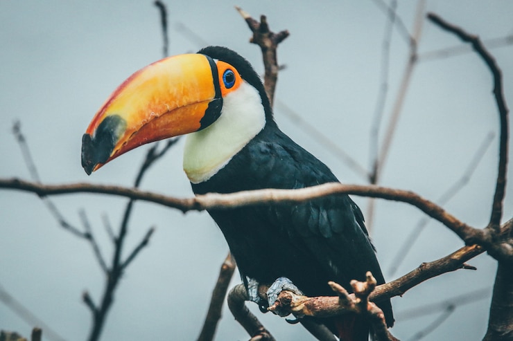 Foto grátis tiro de foco seletivo amplo de um tucano em um galho de árvore