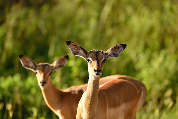 Tiro de foco seletivo de dois cervos bonitos no meio das selvas africanas