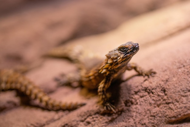 Tiro de foco seletivo de lagarto cingido de tatu