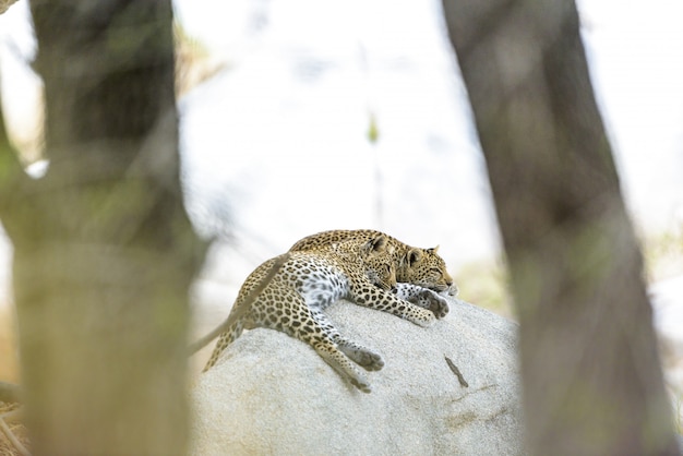 Tiro de foco seletivo de leopardos deitado na rocha dormindo