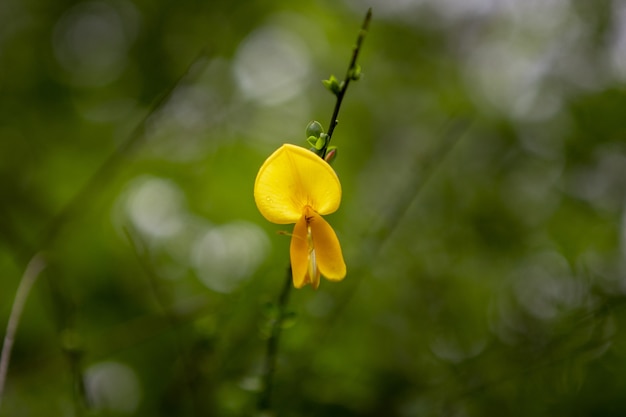 Tiro de foco seletivo de lindas flores amarelas em uma floresta