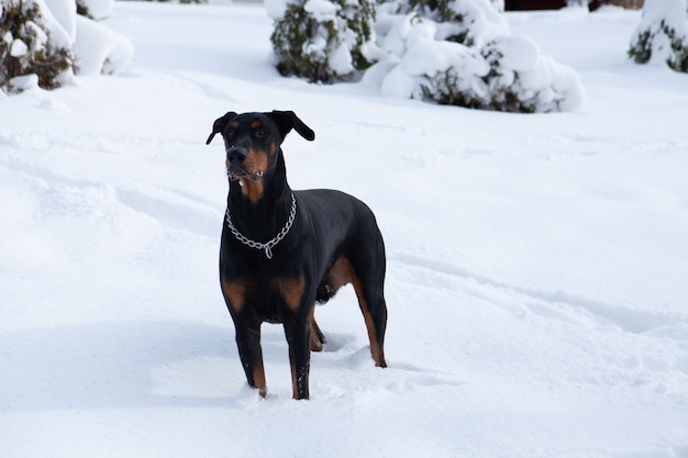 Tiro de foco seletivo de um bonito Dobermann preto andando no país das maravilhas do inverno