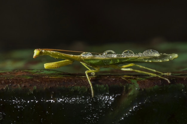 Foto grátis tiro de foco seletivo de um inseto de asa verde em um ambiente natural