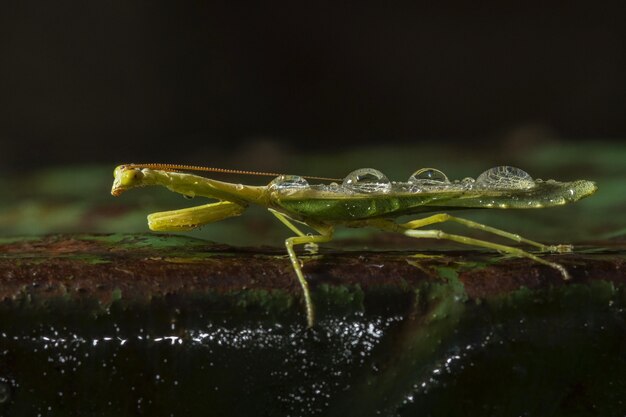 Tiro de foco seletivo de um inseto de asa verde em um ambiente natural