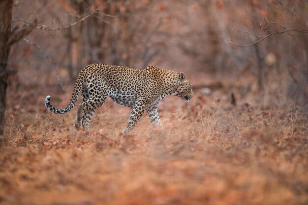 Tiro de foco seletivo de um leopardo andando na floresta