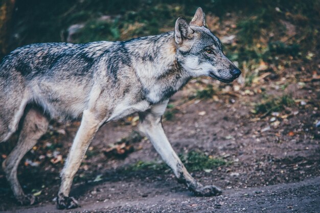 Tiro de foco seletivo de um lobo cinzento