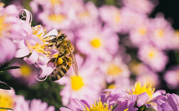 Tiro de foco seletivo de uma abelha comendo o néctar das pequenas flores de áster rosa
