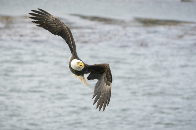 Tiro de foco seletivo de uma águia voando livremente sobre o oceano à procura de uma presa
